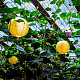 photo-2933156